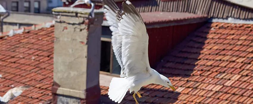 Residential Chimney Animal Removal Solution in Berkley, MI