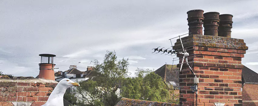 Chimney Cleaning And Restoration in Berkley, Michigan